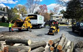 How Our Tree Care Process Works  in  Greenville, RI