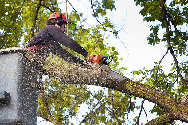 Best Stump Grinding and Removal  in Greenville, RI