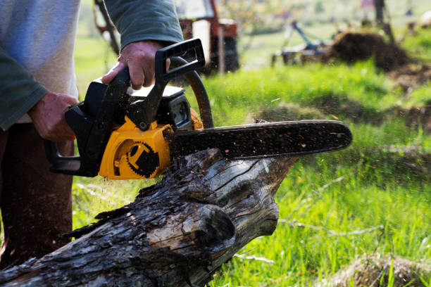 Trusted Greenville, RI Tree Care Experts